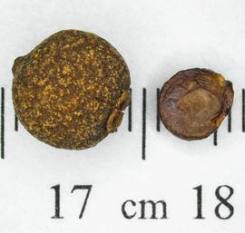   Fruit, seed:   Pimenta dioica ; Photo by N. Diaz, USDA APHIS PPQ, imageID.idtools.org
